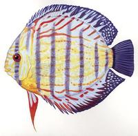 Image of: Symphysodon aequifasciatus (green discus)