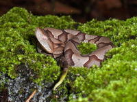 Image of: Agkistrodon contortrix (copperhead)