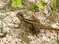 Sauria - lizards