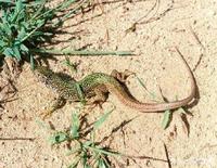 Lacerta viridis - Green Lizard