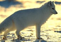 Photo: Arctic fox in the snow