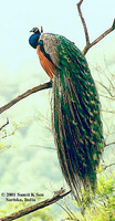 Indian Peafowl - Pavo cristatus