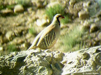 Chukar - Alectoris chukar