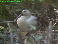 White-winged Duck - Cairina scutulata