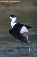 Black-winged Stilt - Himantopus himantopus