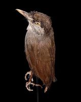 Black-browed Babbler - Malacocincla perspicillata