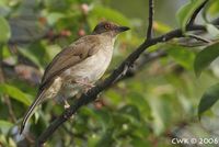 Red-eyed Bulbul - Pycnonotus brunneus