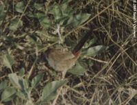 Rufous-vented Prinia - Prinia burnesii