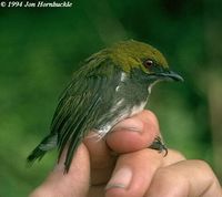 Olive-backed Flowerpecker - Prionochilus olivaceus