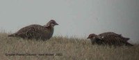 Greater Prairie-Chicken - Tympanuchus cupido