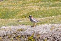 Diademed Sandpiper-Plover - Phegornis mitchellii