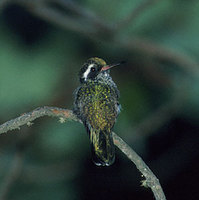 White-eared Hummingbird (Hylocharis leucotis) photo