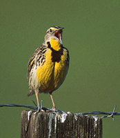 Western Meadowlark (Sturnella neglecta) photo