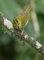 Choco Warbler (Basileuterus chlorophrys) photo