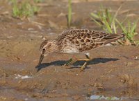 Least Sandpiper - Calidris minutilla