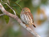 Ferruginous Pygmy-Owl - Glaucidium brasilianum