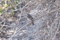White-browed Chat-Tyrant - Ochthoeca leucophrys