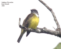 Sulphury Flycatcher - Tyrannopsis sulphurea