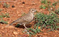 Ashy-crowned Sparrow-Lark - Eremopterix grisea