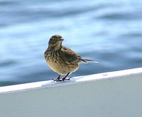 American Pipit - Anthus rubescens