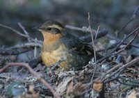 Varied Thrush - Ixoreus naevius