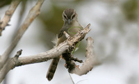 Tawny-flanked Prinia - Prinia subflava