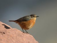 Moussier's Redstart - Phoenicurus moussieri