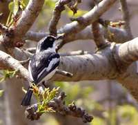 Chinspot Batis - Batis molitor