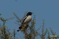 Pied Honeyeater - Certhionyx variegatus