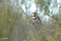 Western Spinebill - Acanthorhynchus superciliosus