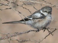 Masked Shrike - Lanius nubicus