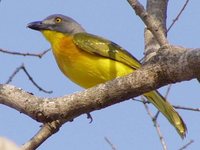 Gray-headed Bushshrike - Malaconotus blanchoti