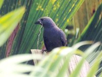 Palm Tanager - Thraupis palmarum