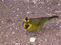 Yellow Cardinal - Gubernatrix cristata