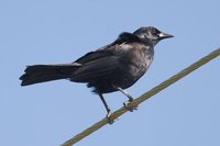 Cuban Blackbird - Dives atroviolacea