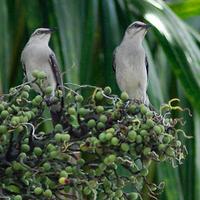 Tropical Mockingbirds (Mimus gilvus)