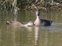 흰뺨검둥오리-Spot-billed Duck