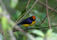 Tawny-capped Euphonia