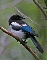 Blackbilled Magpie