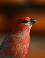 Pine Grosbeak