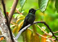 Magnificent Hummingbird side  