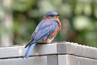 Eastern Bluebird