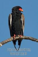 Bateleur stock photo