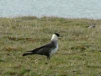 The     main consumers of the lemmings this year were the Pomarine skuas Stercorarius pomarinus