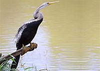 Darter