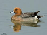 Eurasian Wigeon Anas penelope