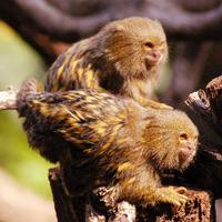 pygmy-marmosets