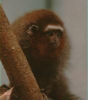 Callicebus cupreus