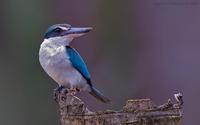 Collared Kingfisher