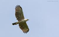 Changeable-Hawk-Eagle